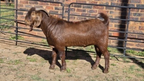 1X KALAHARI RED BUCK BERNICK FOURIE