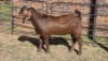 1X KALAHARI RED BUCK BERNICK FOURIE