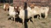 5X BOER GOAT DOE HALOCURE (PTY) LTD PAUL BOOYENS (Per animal to take the lot)