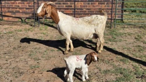 1+1X BOER GOAT DOE HALOCURE (PTY) LTD PAUL BOOYENS