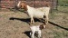 1+1X BOER GOAT DOE HALOCURE (PTY) LTD PAUL BOOYENS