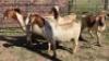 5X BOER GOAT DOE HALOCURE (PTY) LTD PAUL BOOYENS (Per animal to take the lot)