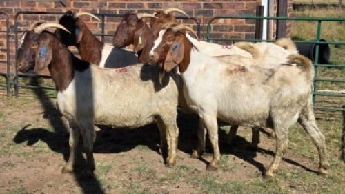 5X BOER GOAT DOE HALOCURE (PTY) LTD PAUL BOOYENS (Per animal to take the lot)