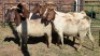 5X BOER GOAT DOE HALOCURE (PTY) LTD PAUL BOOYENS (Per animal to take the lot)