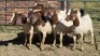5X BOER GOAT DOE HALOCURE (PTY) LTD PAUL BOOYENS (Per animal to take the lot)