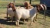 5X BOER GOAT DOE HALOCURE (PTY) LTD PAUL BOOYENS (Per animal to take the lot)
