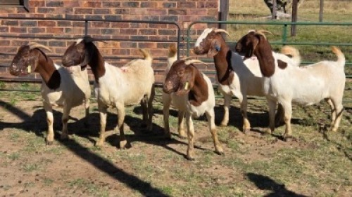 5X BOER GOAT DOE HALOCURE (PTY) LTD PAUL BOOYENS (Per animal to take the lot)