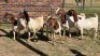 5X BOER GOAT DOE HALOCURE (PTY) LTD PAUL BOOYENS (Per animal to take the lot)