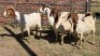 5X BOER GOAT DOE HALOCURE (PTY) LTD PAUL BOOYENS (Per animal to take the lot)