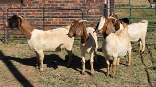 4X BOER GOAT DOE HALOCURE (PTY) LTD PAUL BOOYENS (Per animal to take the lot)