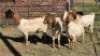 4X BOER GOAT DOE HALOCURE (PTY) LTD PAUL BOOYENS (Per animal to take the lot)