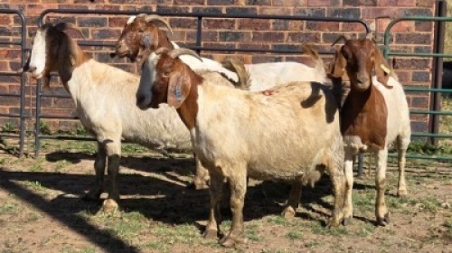 4X BOER GOAT DOE HALOCURE (PTY) LTD PAUL BOOYENS (Per animal to take the lot)
