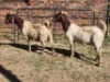 2X BOER GOAT DOE HALOCURE (PTY) LTD PAUL BOOYENS (Per animal to take the lot)