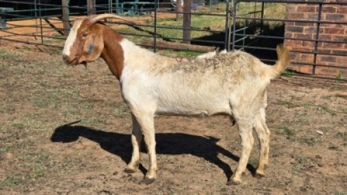 1X BOER GOAT DOE HALOCURE (PTY) LTD PAUL BOOYENS