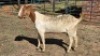 1X BOER GOAT DOE HALOCURE (PTY) LTD PAUL BOOYENS
