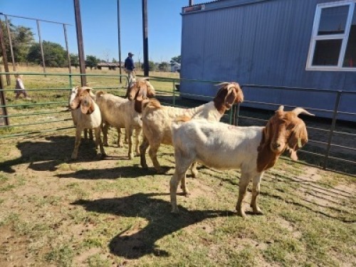 6X BOER GOAT DOE HALOCURE (PTY) LTD PAUL BOOYENS (Per animal to take the lot)