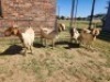 4X BOER GOAT DOE HALOCURE (PTY) LTD PAUL BOOYENS (Per animal to take the lot)