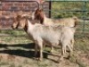 2X BOER GOAT DOE HALOCURE (PTY) LTD PAUL BOOYENS (Per animal to take the lot)