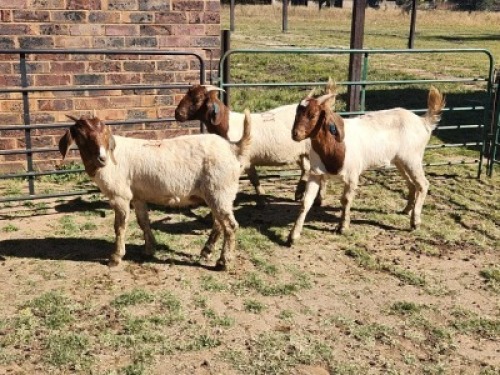 3X BOER GOAT DOE HALOCURE (PTY) LTD PAUL BOOYENS (Per animal to take the lot)