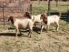 3X BOER GOAT DOE HALOCURE (PTY) LTD PAUL BOOYENS (Per animal to take the lot)