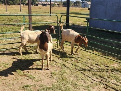 3X BOER GOAT DOE HALOCURE (PTY) LTD PAUL BOOYENS (Per animal to take the lot)