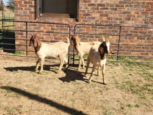 3X BOER GOAT DOE HALOCURE (PTY) LTD PAUL BOOYENS (Per animal to take the lot)