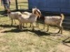 4X BOER GOAT DOE HALOCURE (PTY) LTD PAUL BOOYENS (Per animal to take the lot)
