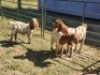 2X BOER GOAT DOE HALOCURE (PTY) LTD PAUL BOOYENS (Per animal to take the lot)