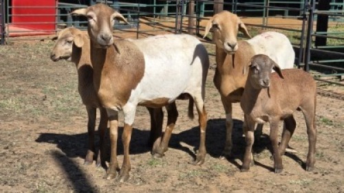 2+2X MEATMASTER EWE DRIES VISSER BOERDERY (Per animal to take the lot)