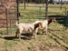 2X BOER GOAT BUCK HALOCURE (PTY) LTD PAUL BOOYENS (Per animal to take the lot)