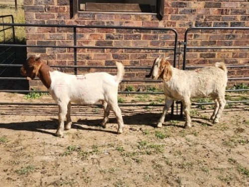 2X BOER GOAT BUCK HALOCURE (PTY) LTD PAUL BOOYENS (Per animal to take the lot)