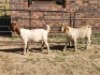 2X BOER GOAT BUCK HALOCURE (PTY) LTD PAUL BOOYENS (Per animal to take the lot)