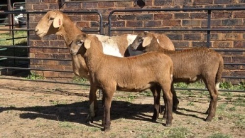 1+2X MEATMASTER EWE DRIES VISSER BOERDERY