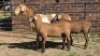 1+2X MEATMASTER EWE DRIES VISSER BOERDERY