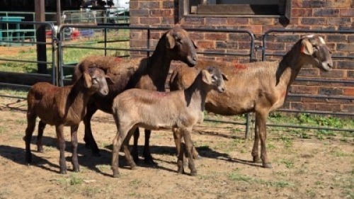 2+2X MEATMASTER EWE DRIES VISSER BOERDERY (Per animal to take the lot)