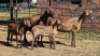 2+2X MEATMASTER EWE DRIES VISSER BOERDERY (Per animal to take the lot)