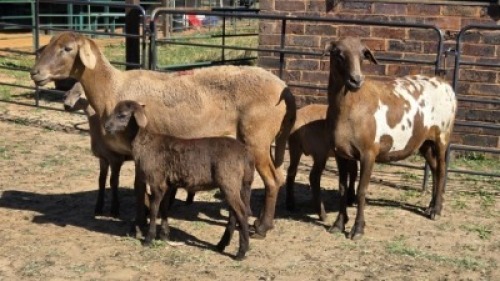 2+3X MEATMASTER EWE DRIES VISSER BOERDERY (Per animal to take the lot)