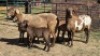 2+3X MEATMASTER EWE DRIES VISSER BOERDERY (Per animal to take the lot)