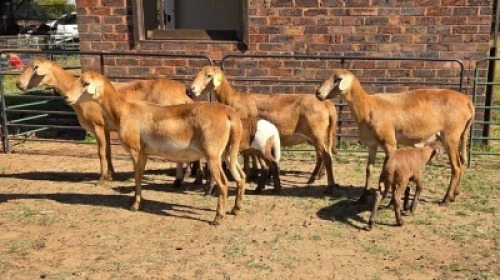 4+4X MEATMASTER EWE DRIES VISSER BOERDERY (Per animal to take the lot)