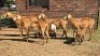4+4X MEATMASTER EWE DRIES VISSER BOERDERY (Per animal to take the lot)
