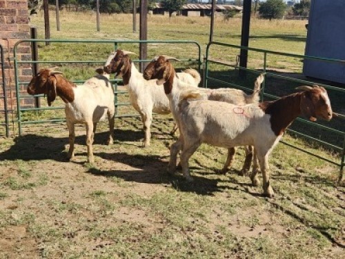 4X BOER GOAT DOE HALOCURE (PTY) LTD PAUL BOOYENS (Per animal to take the lot)