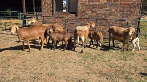 4+4X MEATMASTER EWE DRIES VISSER BOERDERY (Per animal to take the lot)