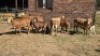 4+4X MEATMASTER EWE DRIES VISSER BOERDERY (Per animal to take the lot)