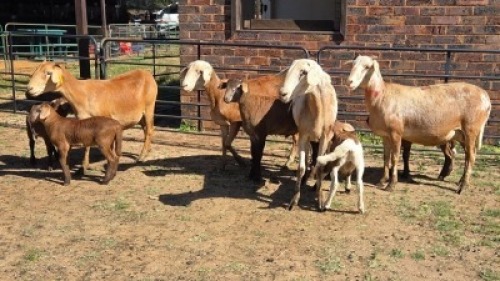 4+5X MEATMASTER EWE DRIES VISSER BOERDERY (Per animal to take the lot)