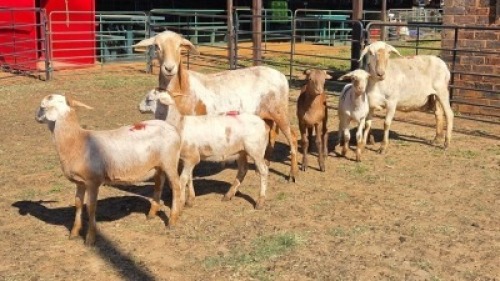 2+4X MEATMASTER EWE DRIES VISSER BOERDERY (Per animal to take the lot)