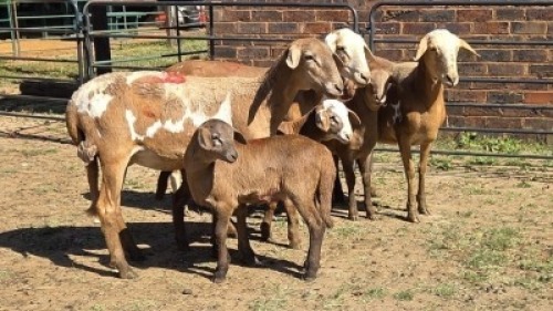 3+3X MEATMASTER EWE DRIES VISSER BOERDERY (Per animal to take the lot)