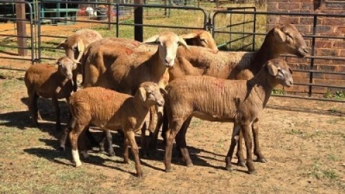 4+4X MEATMASTER EWE DRIES VISSER BOERDERY (Per animal to take the lot)
