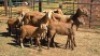 4+4X MEATMASTER EWE DRIES VISSER BOERDERY (Per animal to take the lot)