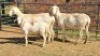 2+2X MEATMASTER EWE DRIES VISSER BOERDERY (Per animal to take the lot)