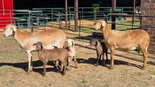 2+3X MEATMASTER EWE DRIES VISSER BOERDERY (Per animal to take the lot)